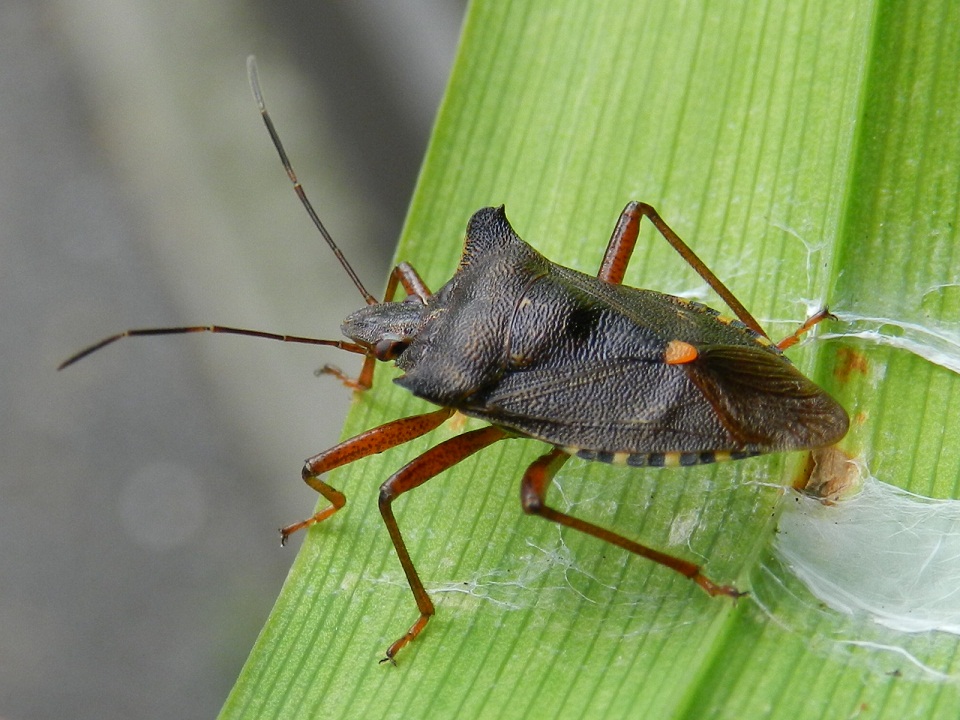 Pentatomidae: Pentatoma rufipes di Siusi allo Scilliar(BZ)